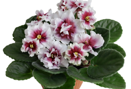 Все сорта 2025 г. уже  внесены в каталог и доступны для заказа 